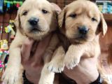 BEBEK YÜZLÜ GOLDEN A KALİTE IRK