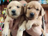 Bebek Yüzlü Golden A Kali̇te Irk