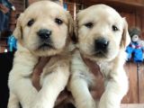 Bebek Yüzlü Golden A Kali̇te Irk
