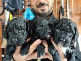 BLACK POODLE pREMIUM YAVRULARIMIZ