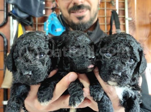 Black Poodle Premium Yavrularimiz