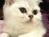 Erkek Britsh Shorthair