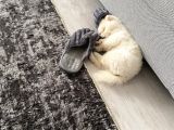 Sevimlimi Sevimli Pamuk Gibi Yumuşa Pomerianan Boo