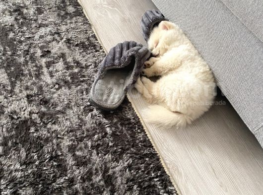 Sevimlimi Sevimli Pamuk Gibi Yumuşa Pomerianan Boo görsel