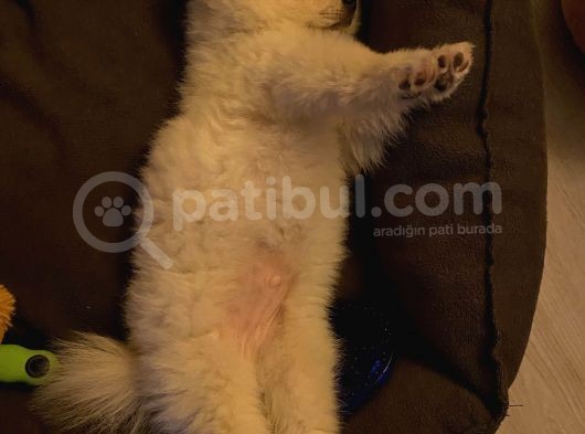 Sevimlimi Sevimli Pamuk Gibi Yumuşa Pomerianan Boo görsel