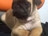 Pug Mops Muhteşem Güzeller