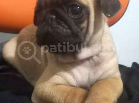 Pug Mops Muhteşem Güzeller görsel
