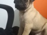 Pug Mops Muhteşem Güzeller