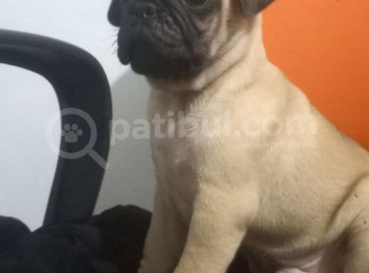 Pug Mops Muhteşem Güzeller görsel