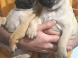Pug Mops Muhteşem Güzeller
