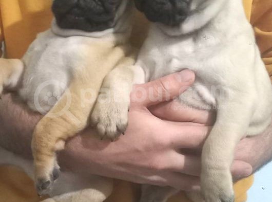 Pug Mops Muhteşem Güzeller görsel
