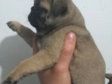 Pug Mops Muhteşem Güzeller