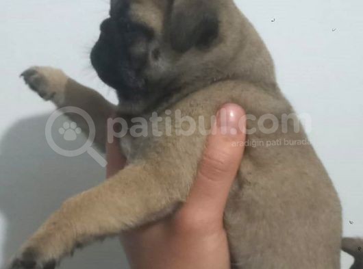 Pug Mops Muhteşem Güzeller görsel