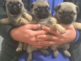 PUG MOPS MUHTEŞEM GÜZELLER