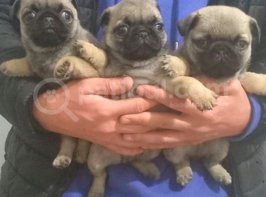 Pug Mops Muhteşem Güzeller
