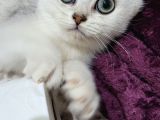 Erkek Britsh Shorthair