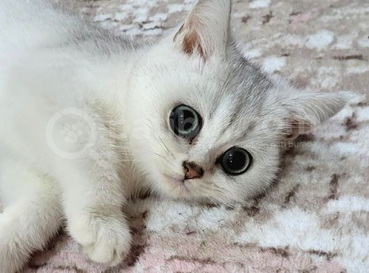 Erkek Britsh Shorthair