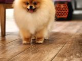 Pomeranian BOO Show Class 6 Ay DİŞİ Scrli