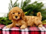 MALTİPO CİNSİ 