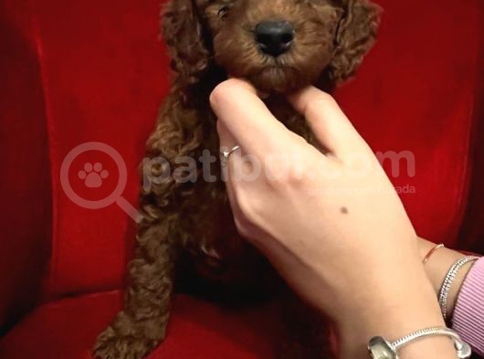 Red Brown Renkli̇ Toy Poodle Yavrular görsel