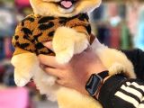 Türkiyenin En Kaliteli Ayı Surat Pomeranian Booları