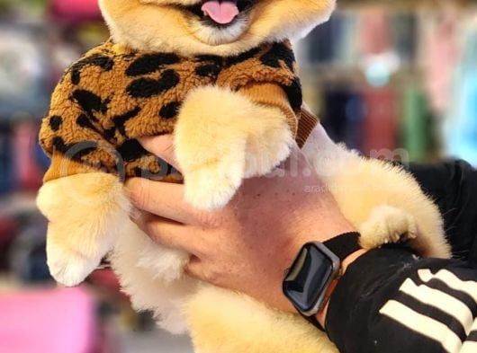 Türkiyenin En Kaliteli Ayı Surat Pomeranian Booları görsel