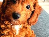 Red Brown Renkli̇ Toy Poodle Yavrular