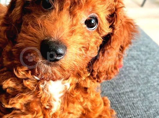 Red Brown Renkli̇ Toy Poodle Yavrular görsel