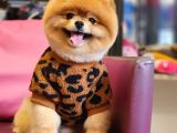 Türkiyenin En Kaliteli Ayı Surat Pomeranian Booları