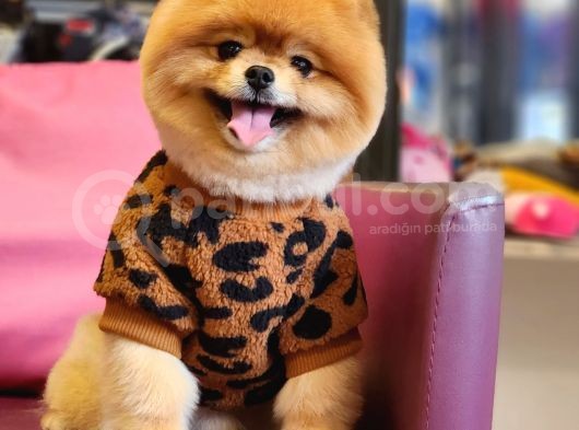 Türkiyenin En Kaliteli Ayı Surat Pomeranian Booları görsel
