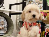 Pofuduk Malti̇po Bebekler
