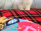 Minik Pomerianlar