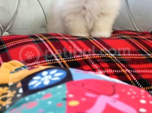 Minik Pomerianlar görsel