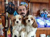 MUHTEŞEM CAVALİER KİNG CHARLES YAVRULAR