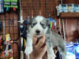 Husky Yavrularimiz