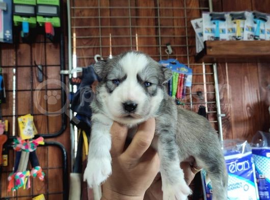 Husky Yavrularimiz görsel