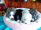 Husky Yavrularimiz