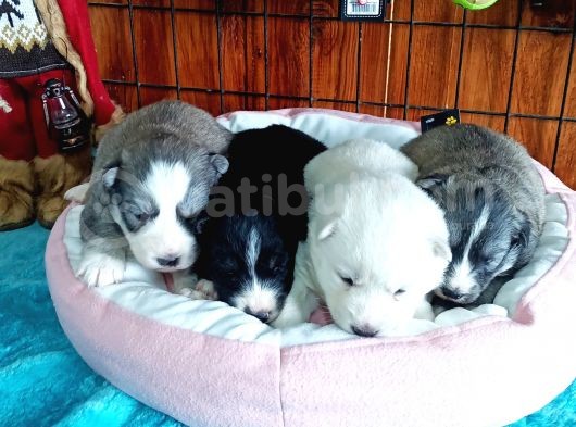Husky Yavrularimiz görsel