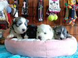 Husky Yavrularimiz