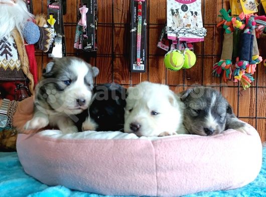 Husky Yavrularimiz görsel