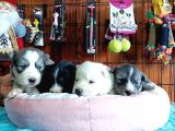 HUSKY YAVRULARIMIZ
