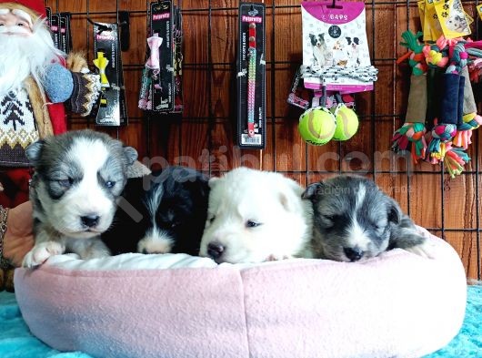 Husky Yavrularimiz