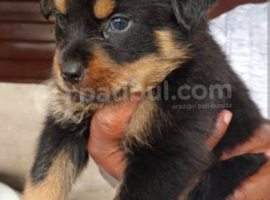 Safkan Rotwai̇ller Bebekler görsel