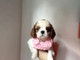 Tatlış Cavalier King Charles Yavruları
