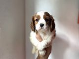 KUZEYPUPPİES KİNG CHARLES YAVRULARI