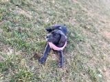 BLUE DİŞİ YAVRU CANE CORSO