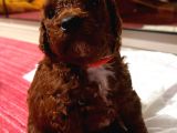 Red Brown Renkli̇ Toy Poodle Yavrular