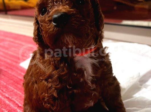 Red Brown Renkli̇ Toy Poodle Yavrular görsel
