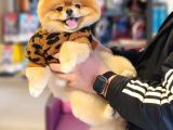 Türkiyenin En Kaliteli Ayı surat Pomeranian Booları
