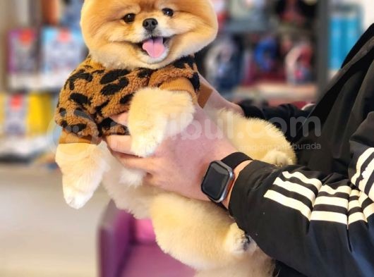 Türkiyenin En Kaliteli Ayı Surat Pomeranian Booları